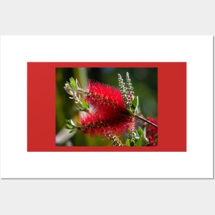 Scarlet Red BottleBrush Blooms Posters and Art